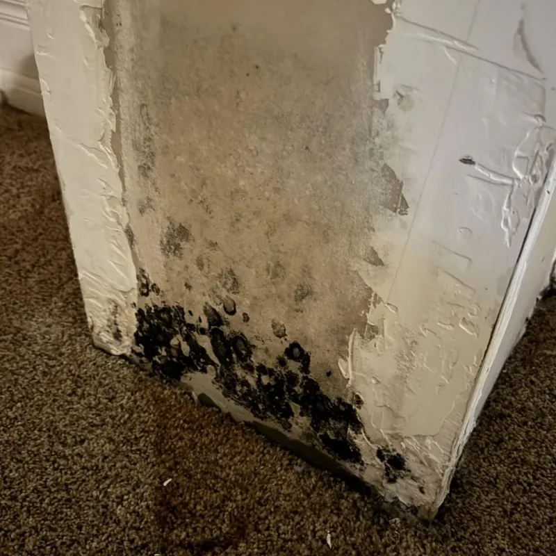Professional Mold Removal in DeMotte, IN